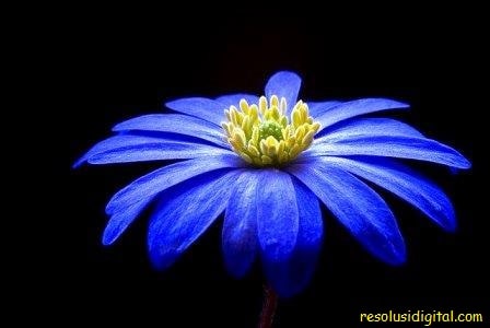 gambar bunga Anemone