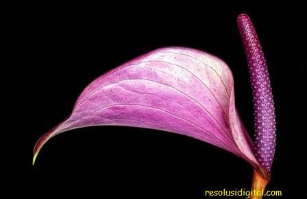 gambar bunga Anthurium