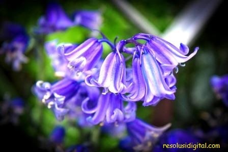 gambar bunga Bluebell