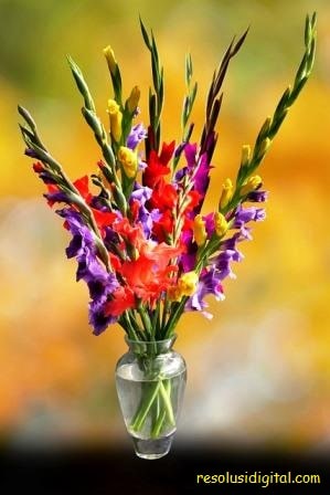 gambar bunga Gladiolus