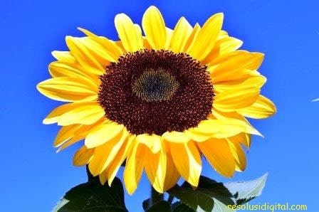 gambar bunga Matahari2