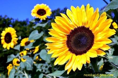 gambar bunga Matahari3