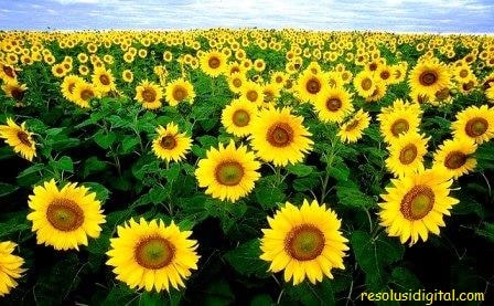 gambar bunga Matahari4