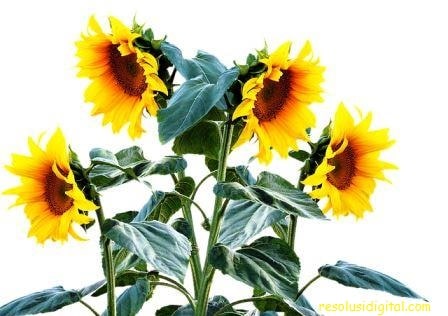 gambar bunga Matahari5