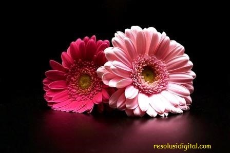 gambar bunga gerbera