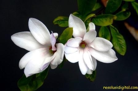 gambar bunga kantil cempaka magnolia