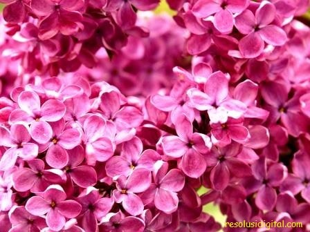 gambar bunga lilac