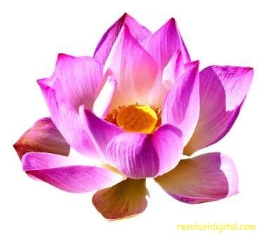 gambar bunga lotus seroja